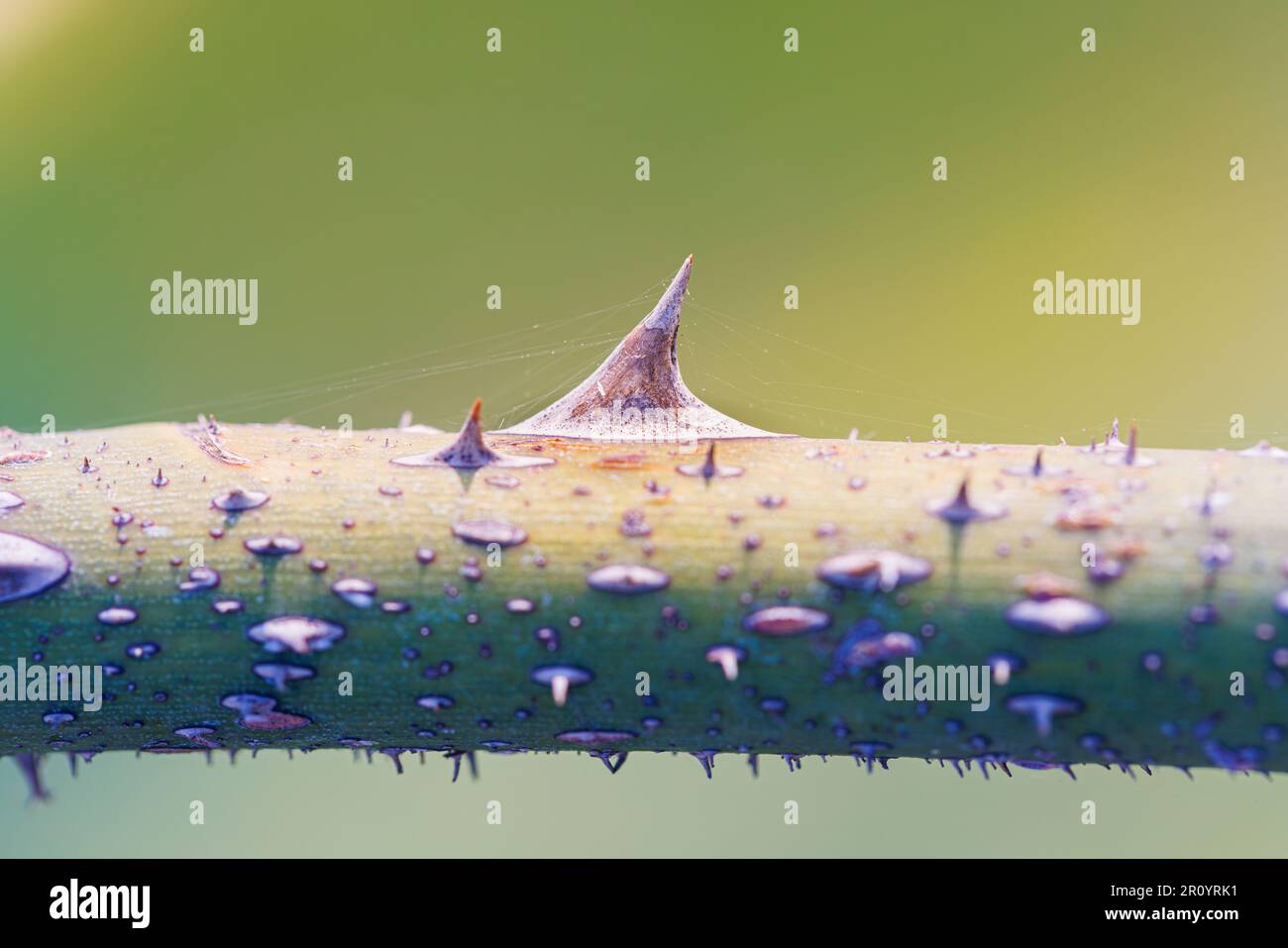 Macro fotografia di una rosa Foto Stock