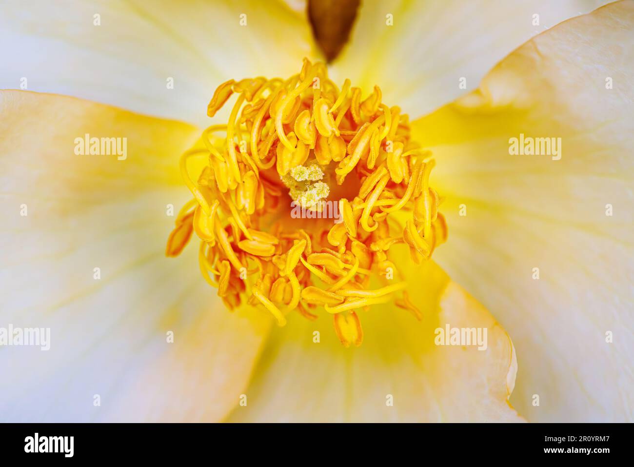 Macro fotografia di una rosa Foto Stock