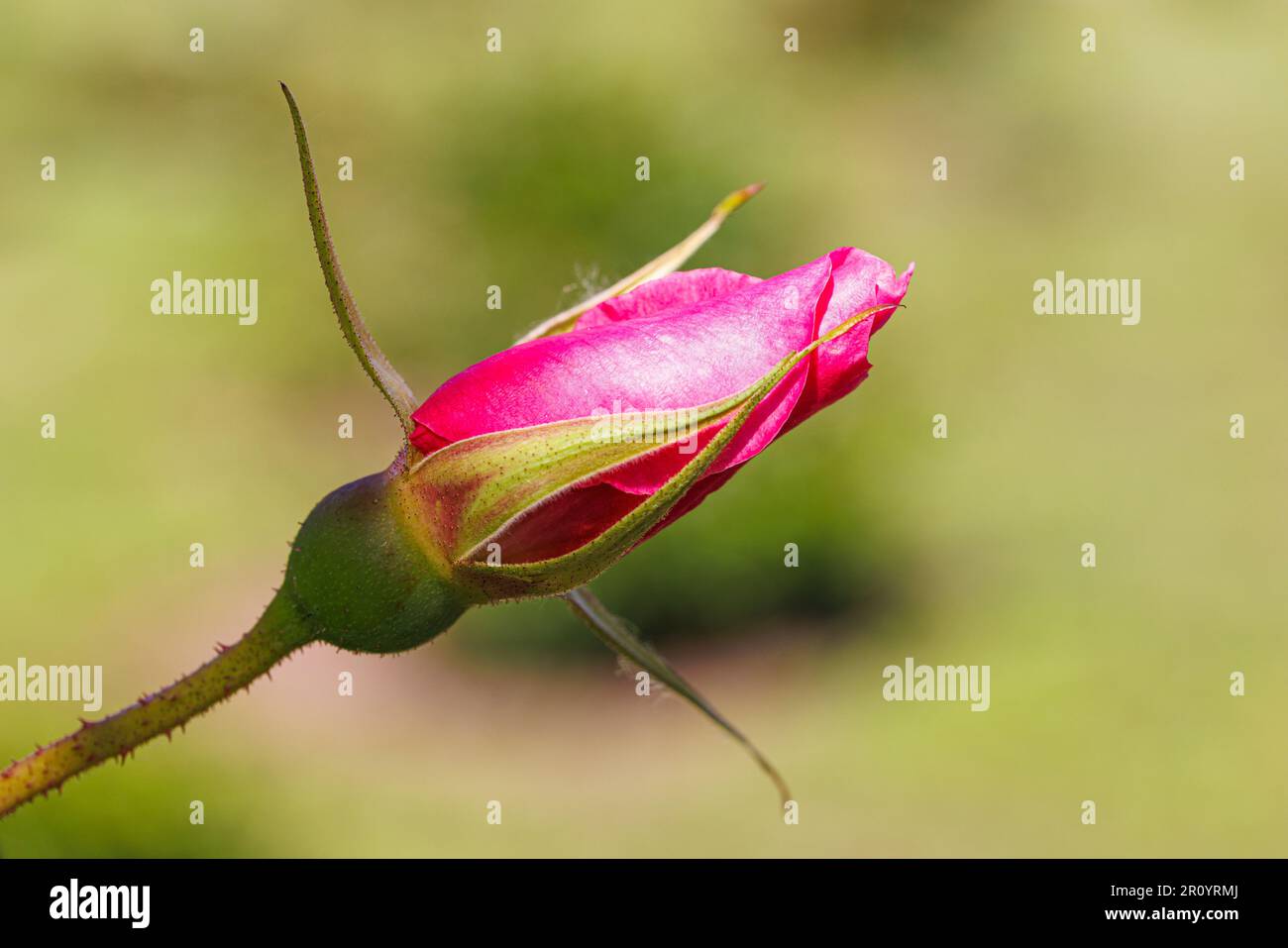 Macro fotografia di una rosa Foto Stock