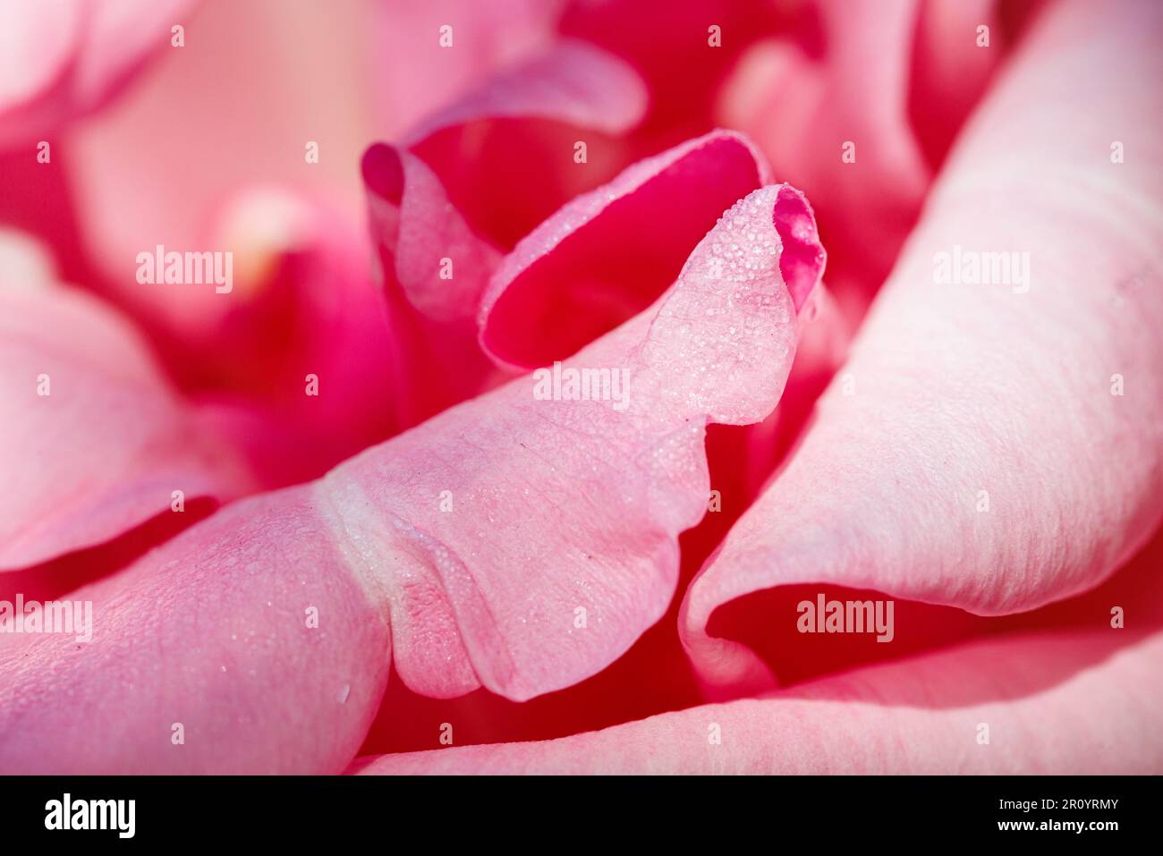 Macro fotografia di una rosa Foto Stock