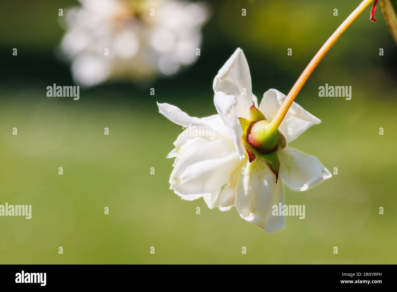 Macro fotografia di una rosa Foto Stock