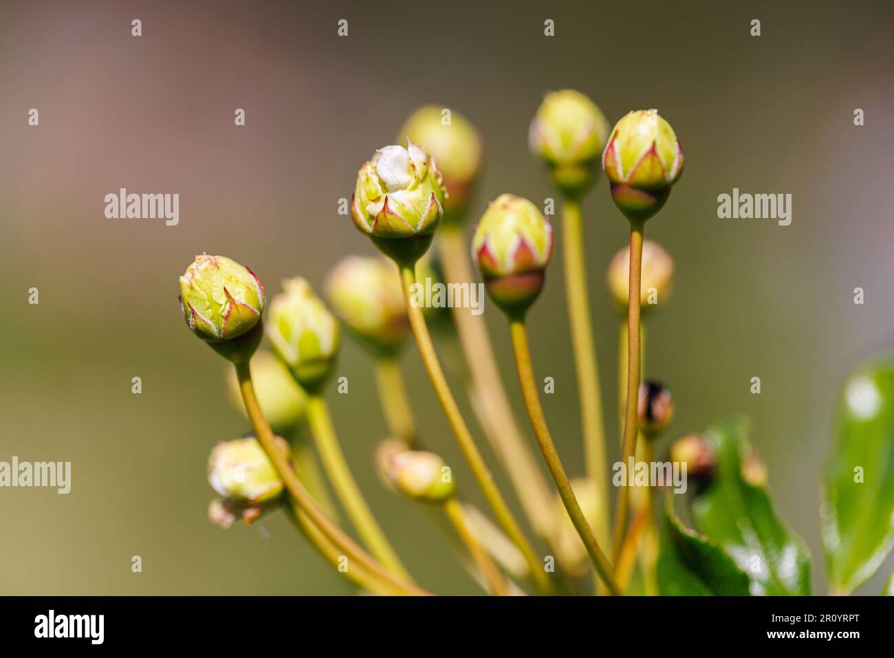 Macro fotografia di una rosa Foto Stock