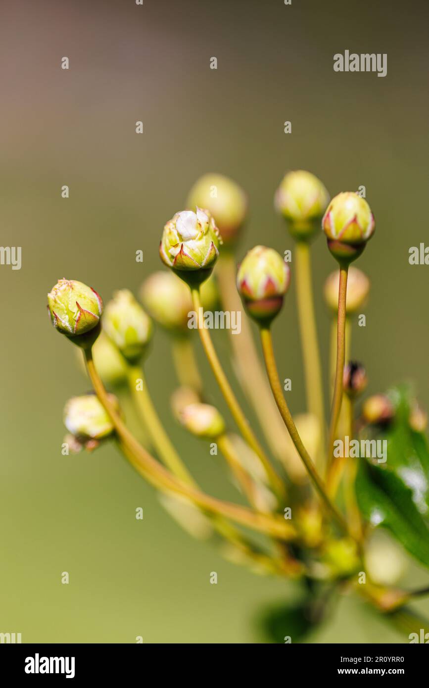 Macro fotografia di una rosa Foto Stock