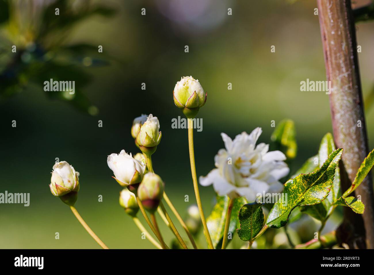 Macro fotografia di una rosa Foto Stock