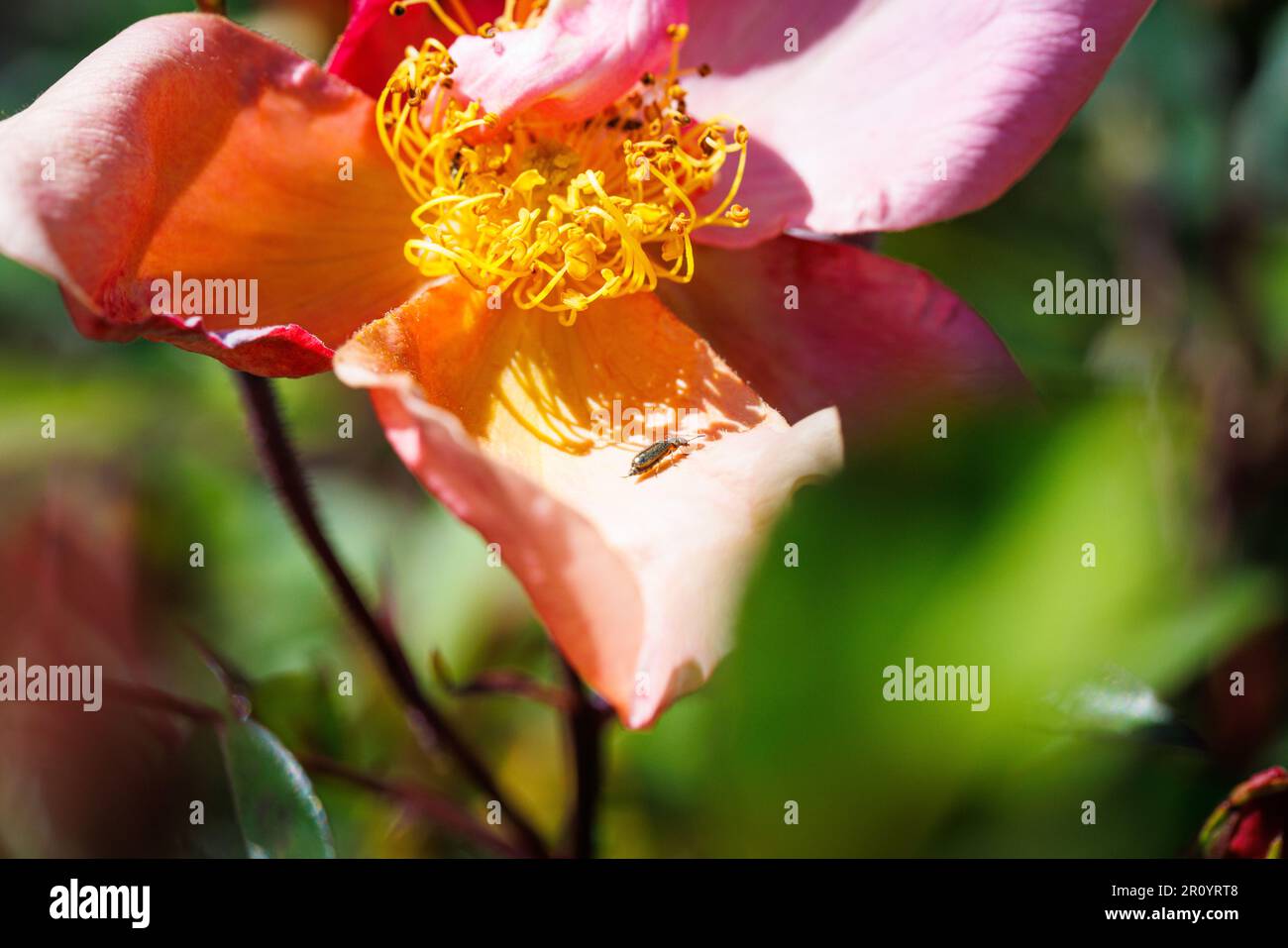 Macro fotografia di una rosa Foto Stock