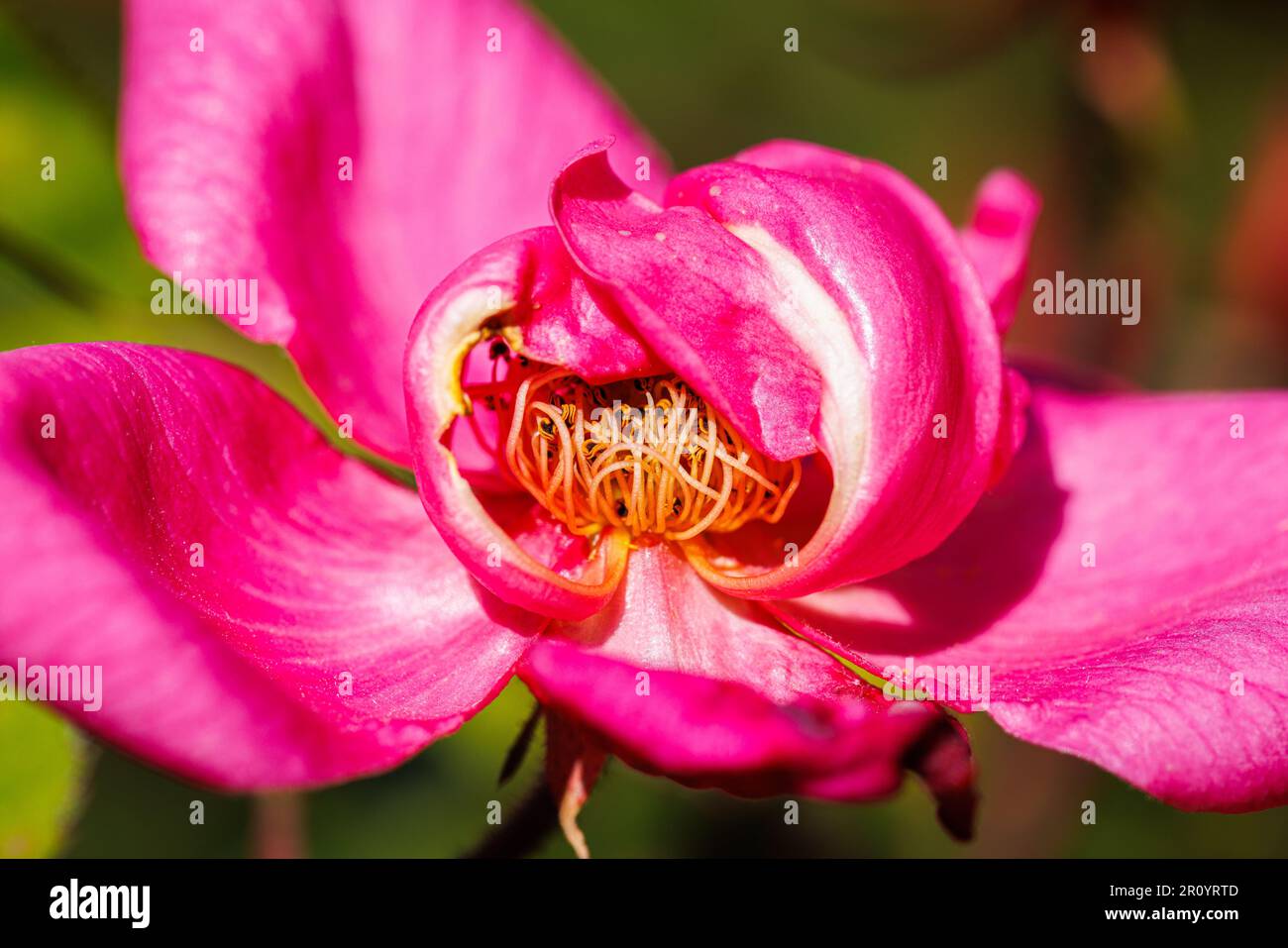 Macro fotografia di una rosa Foto Stock