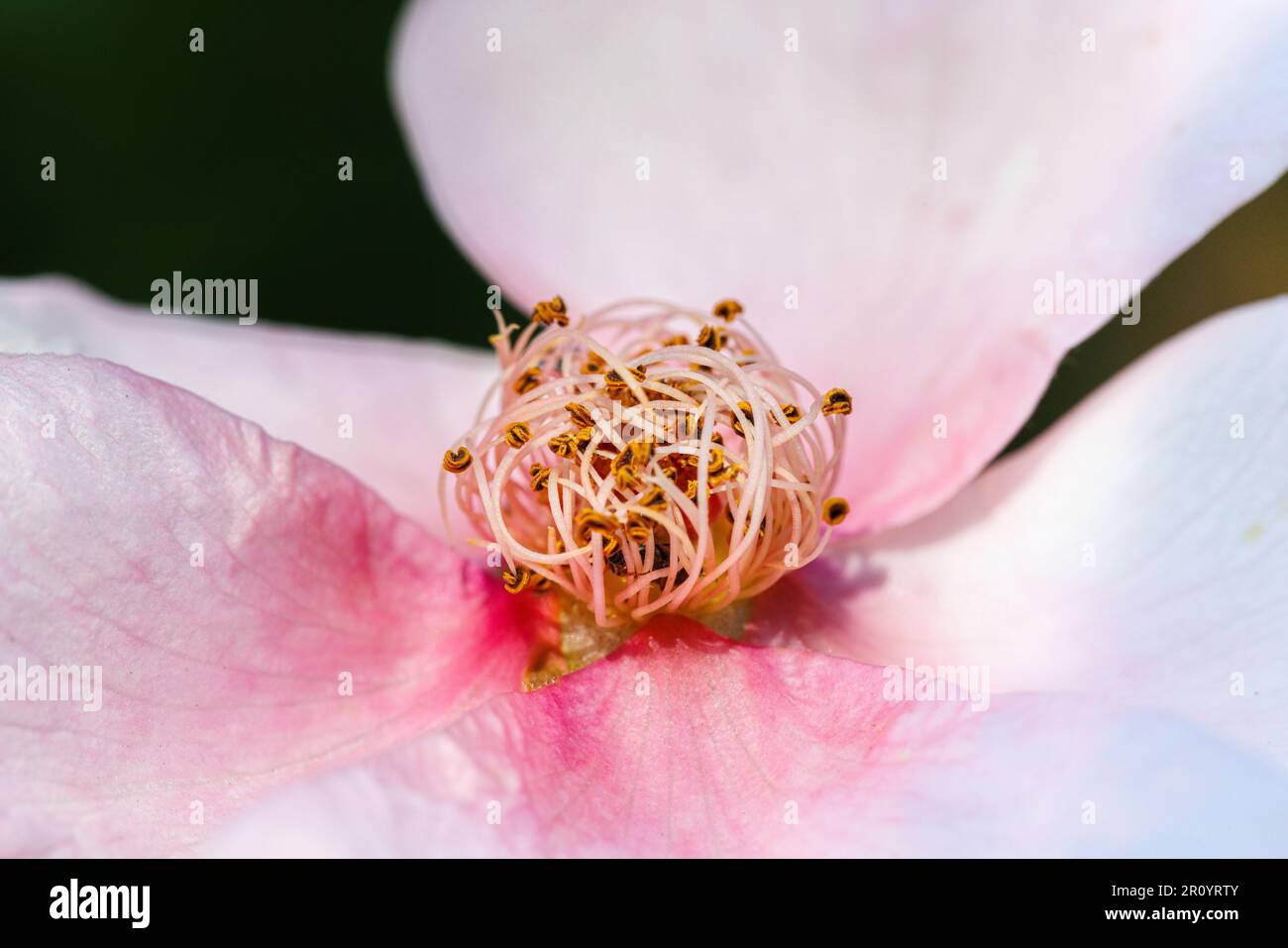 Macro fotografia di una rosa Foto Stock