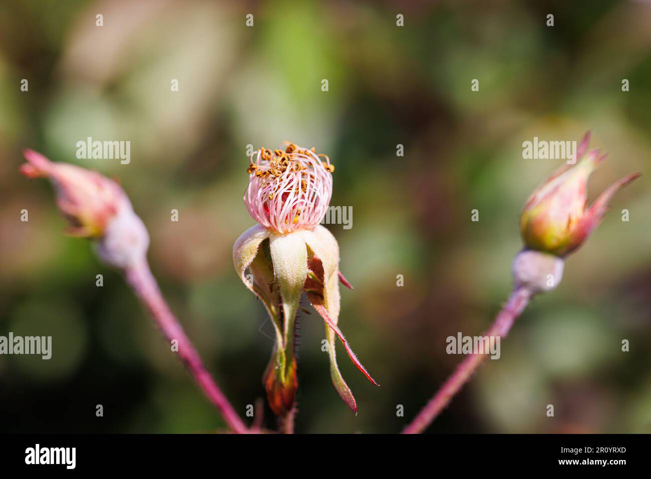 Macro fotografia di una rosa Foto Stock