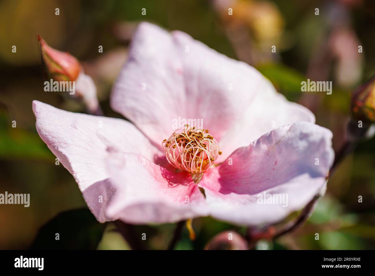 Macro fotografia di una rosa Foto Stock