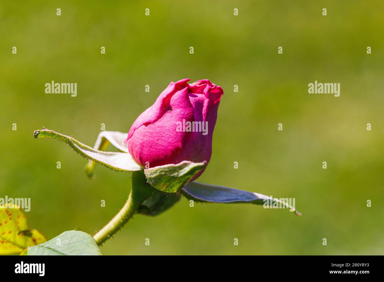 Macro fotografia di una rosa Foto Stock