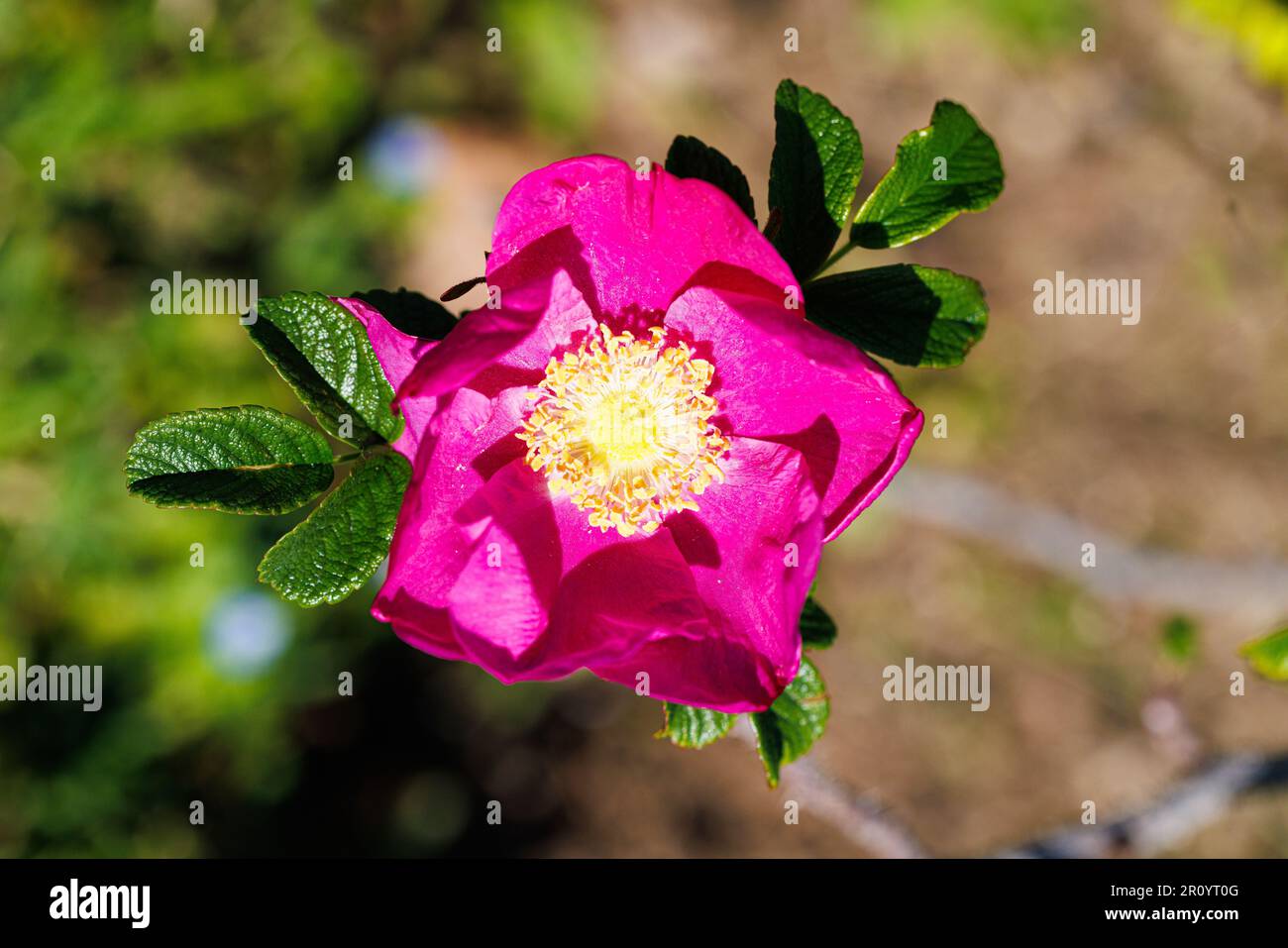 Macro fotografia di una rosa Foto Stock