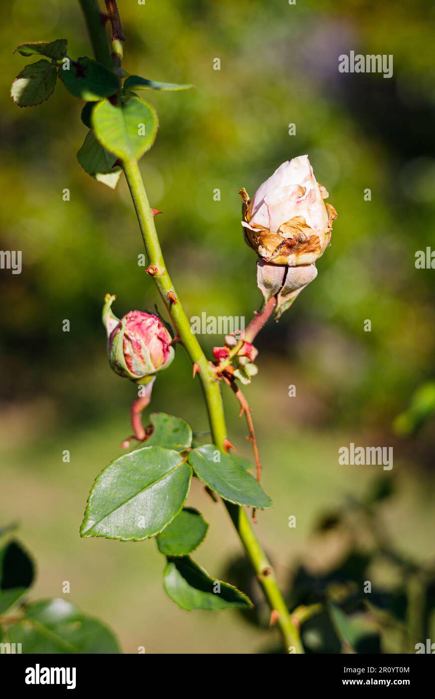 Macro fotografia di una rosa Foto Stock