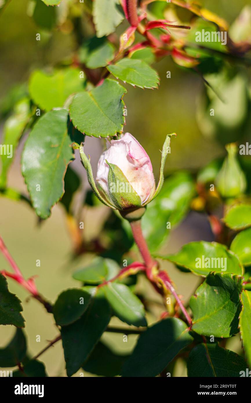 Macro fotografia di una rosa Foto Stock