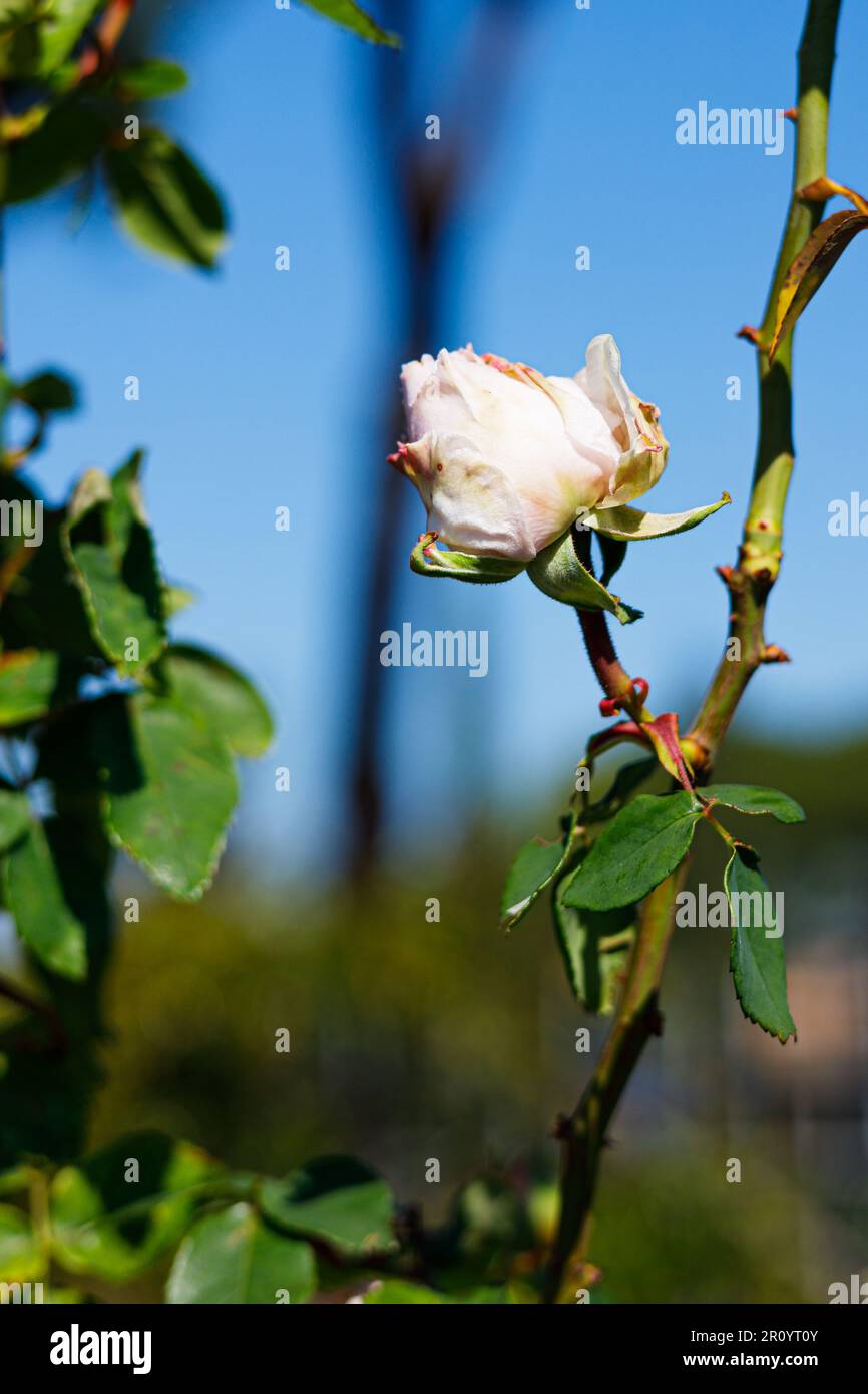 Macro fotografia di una rosa Foto Stock