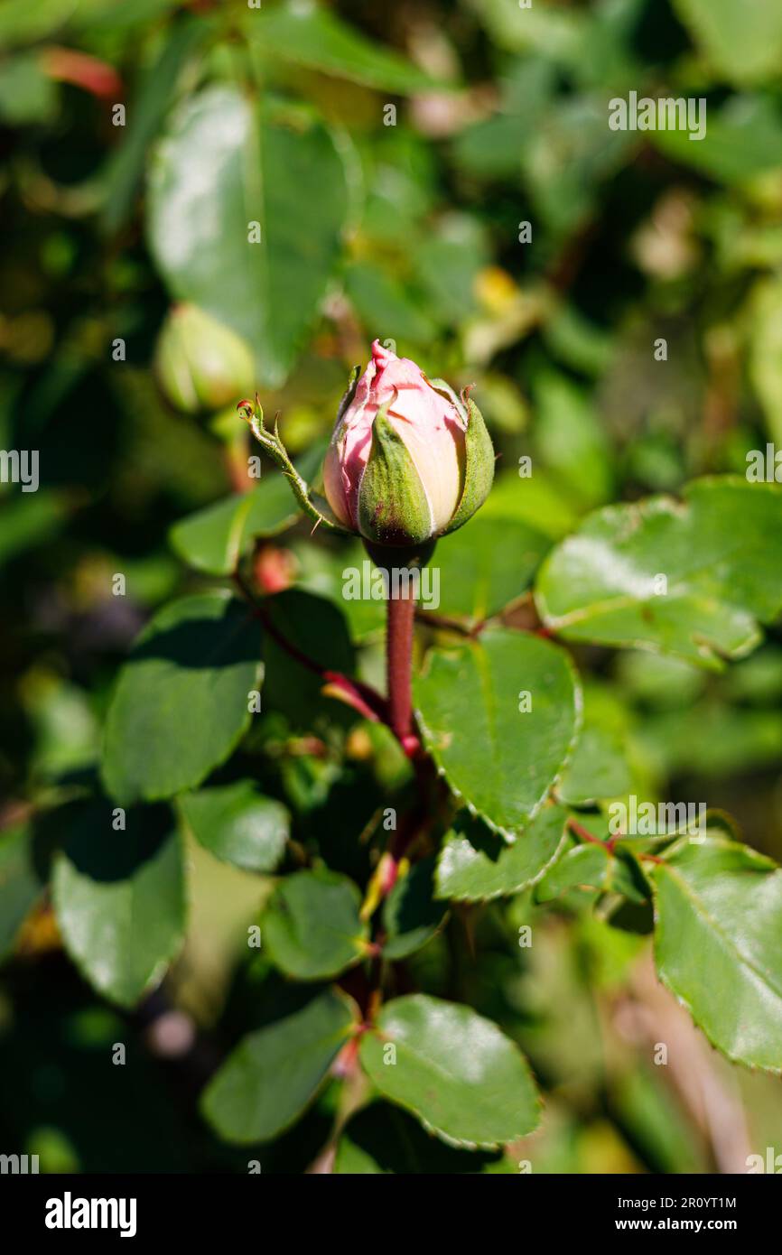 Macro fotografia di una rosa Foto Stock