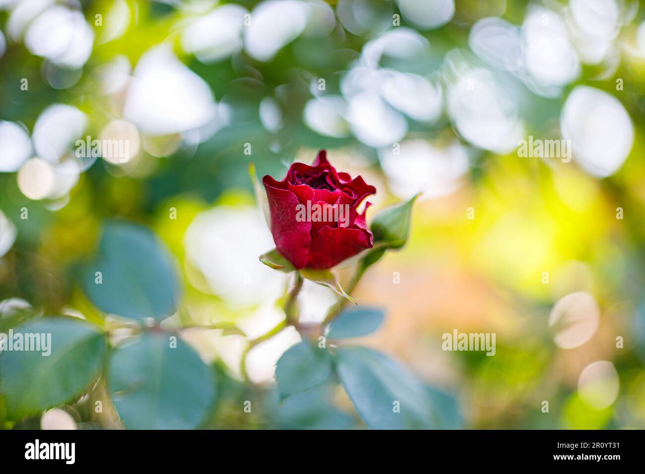 Macro fotografia di una rosa Foto Stock