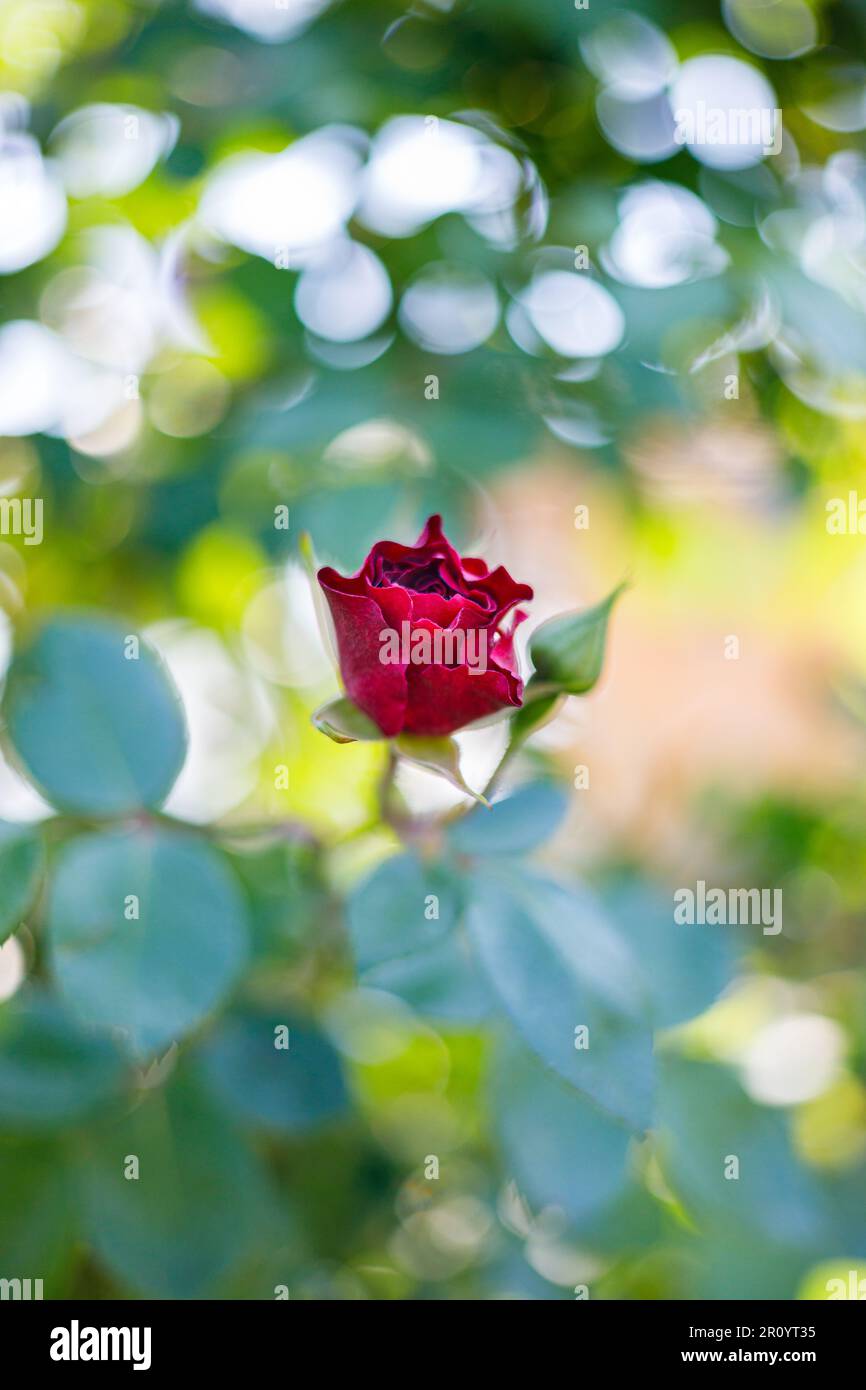 Macro fotografia di una rosa Foto Stock