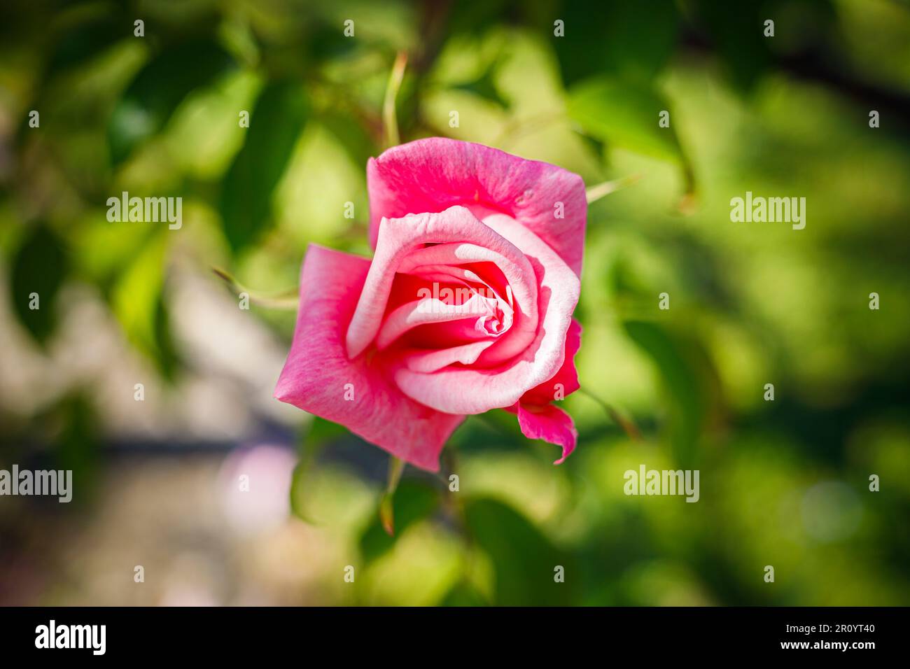 Macro fotografia di una rosa Foto Stock