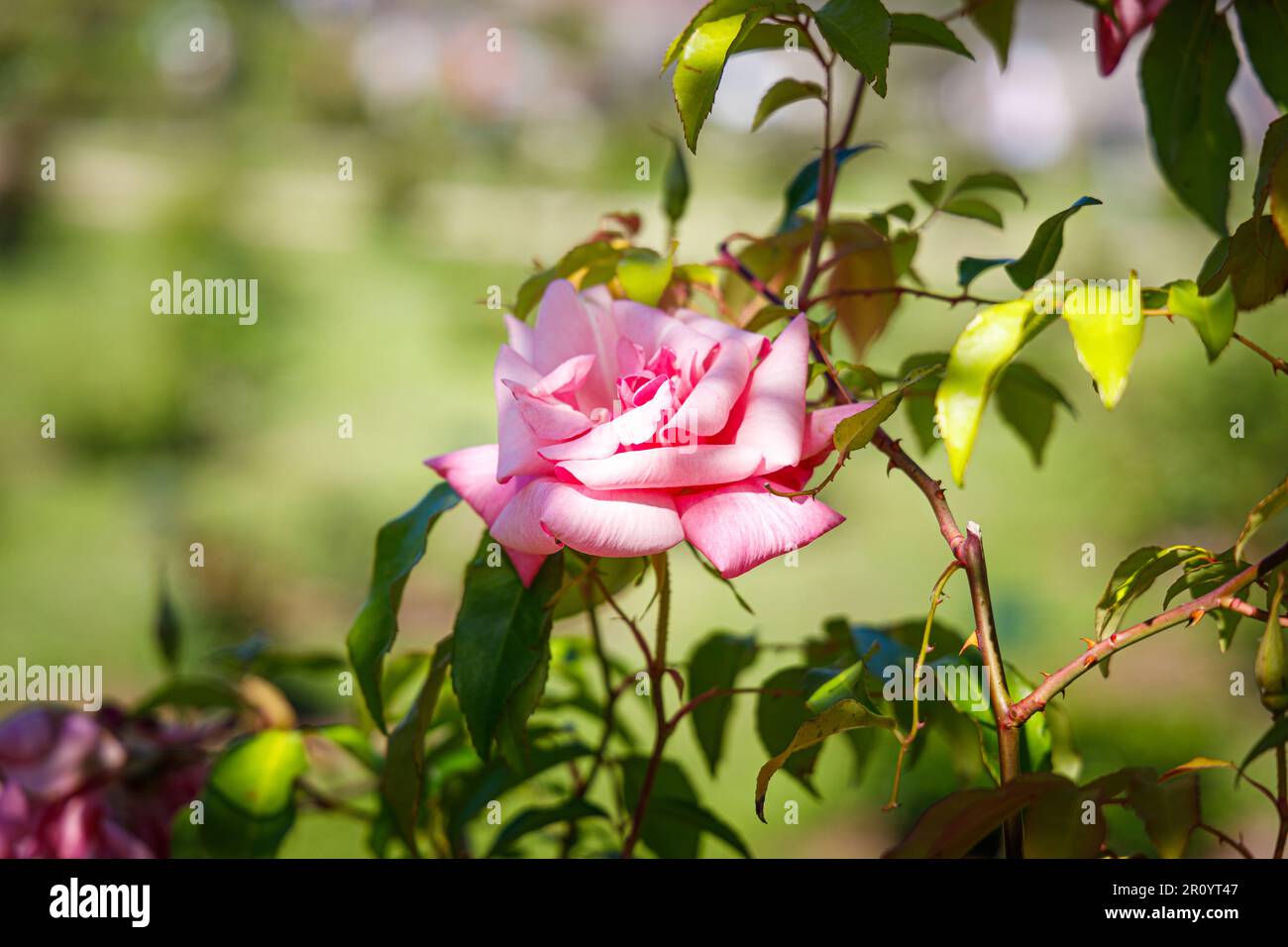 Macro fotografia di una rosa Foto Stock