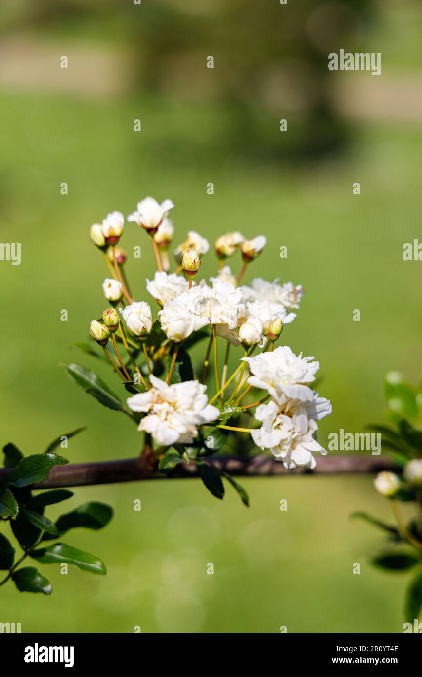 Macro fotografia di una rosa Foto Stock