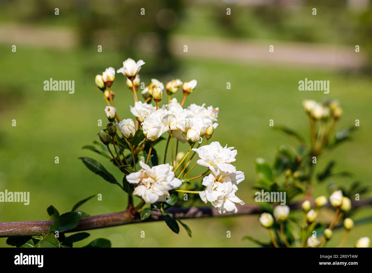 Macro fotografia di una rosa Foto Stock