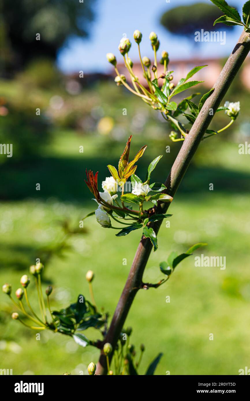 Macro fotografia di una rosa Foto Stock