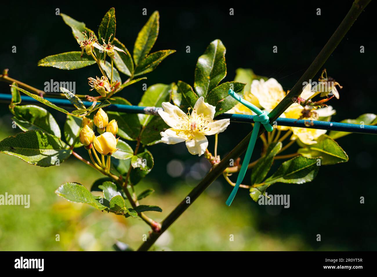 Macro fotografia di una rosa Foto Stock