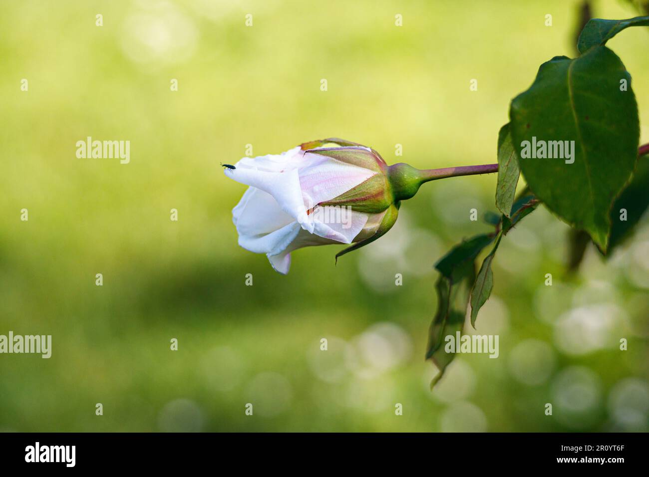 Macro fotografia di una rosa Foto Stock