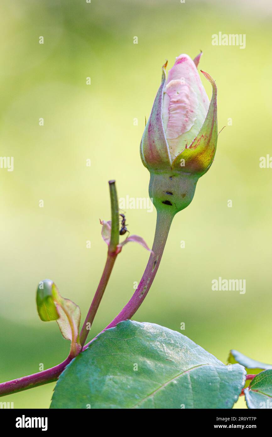 Macro fotografia di una rosa Foto Stock