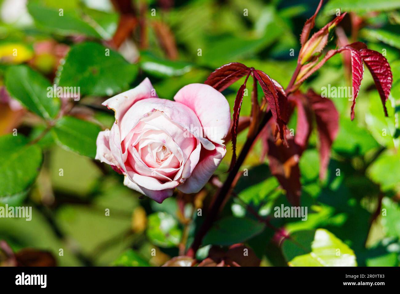 Macro fotografia di una rosa Foto Stock