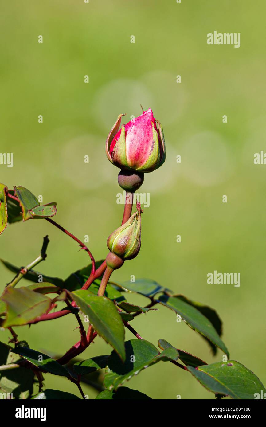 Macro fotografia di una rosa Foto Stock