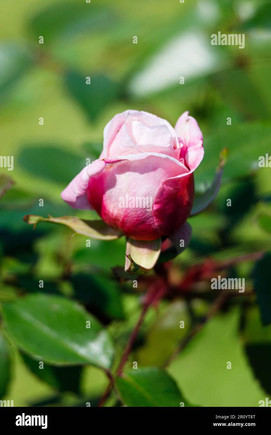 Macro fotografia di una rosa Foto Stock
