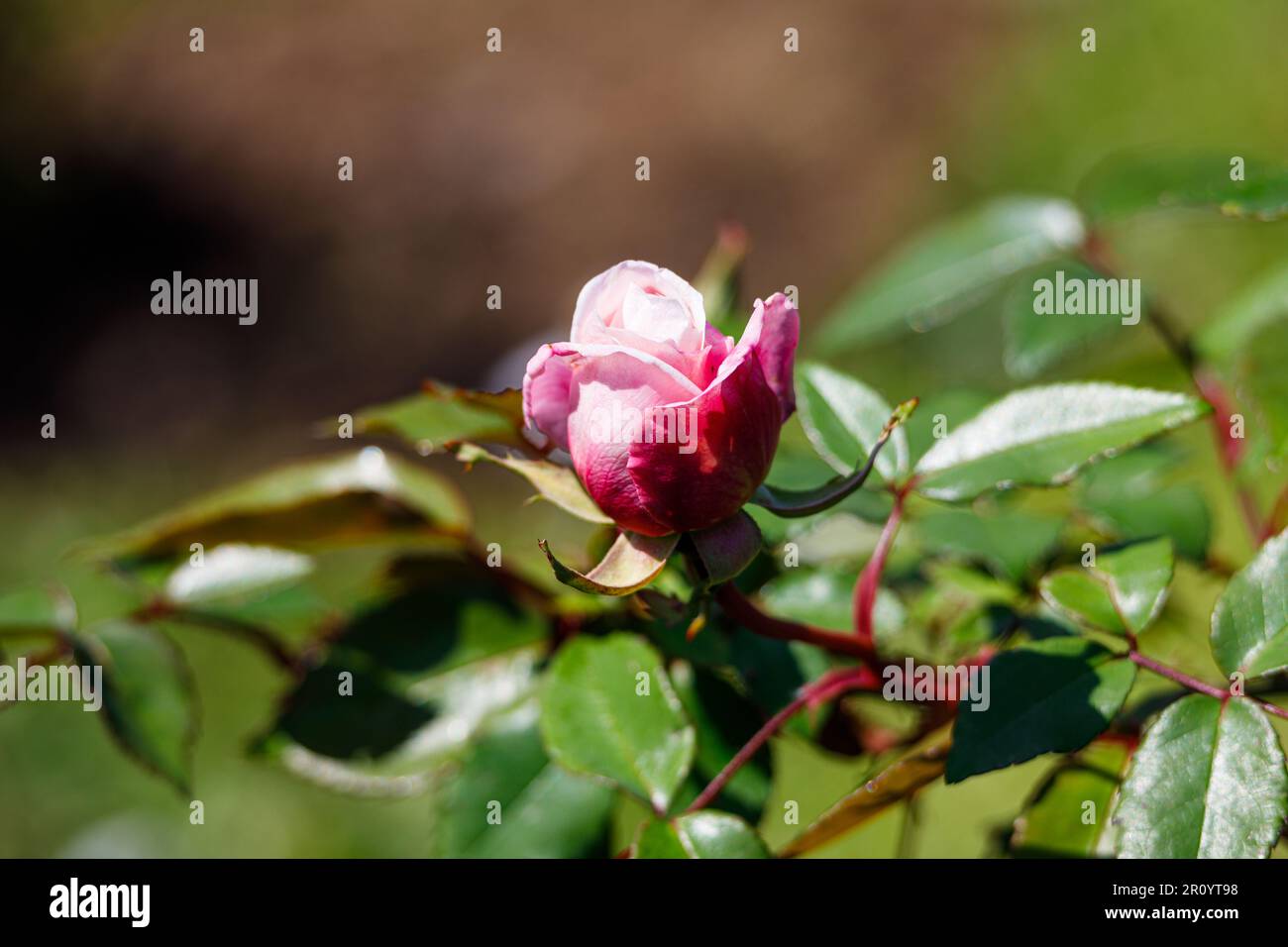 Macro fotografia di una rosa Foto Stock