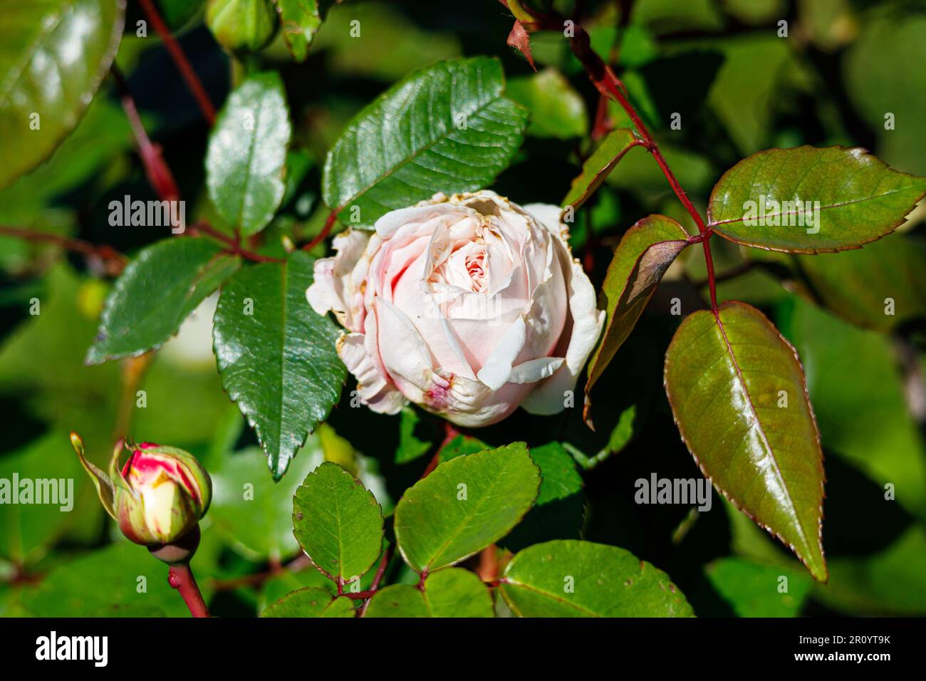 Macro fotografia di una rosa Foto Stock
