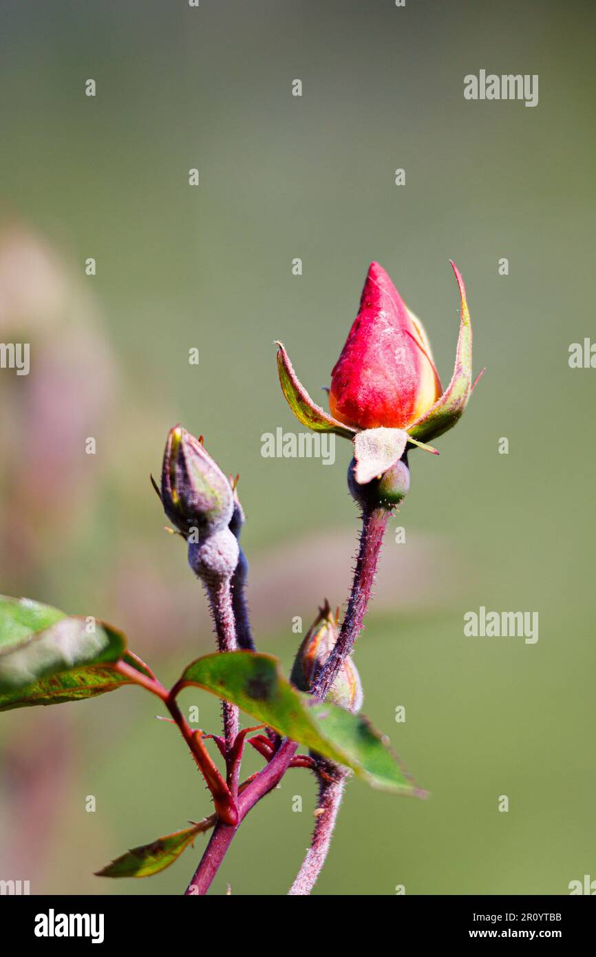 Macro fotografia di una rosa Foto Stock