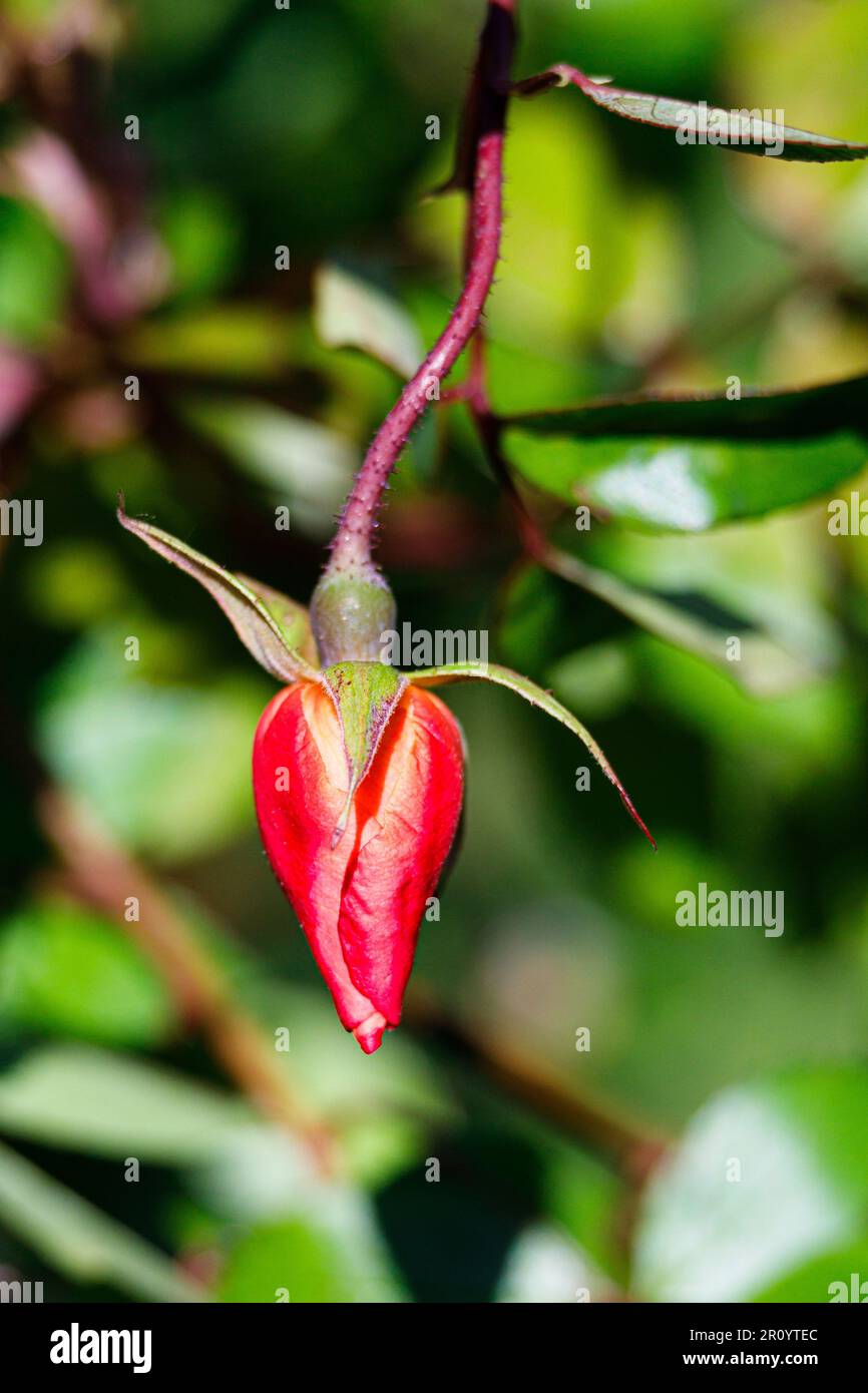 Macro fotografia di una rosa Foto Stock