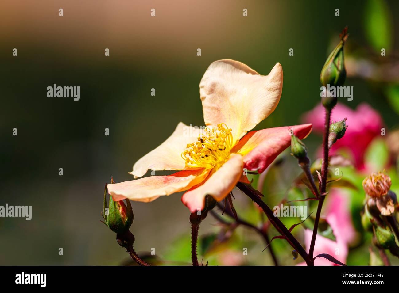 Macro fotografia di una rosa Foto Stock