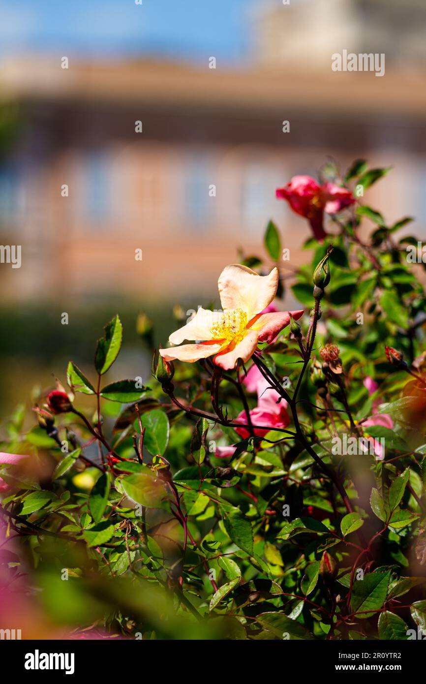 Macro fotografia di una rosa Foto Stock