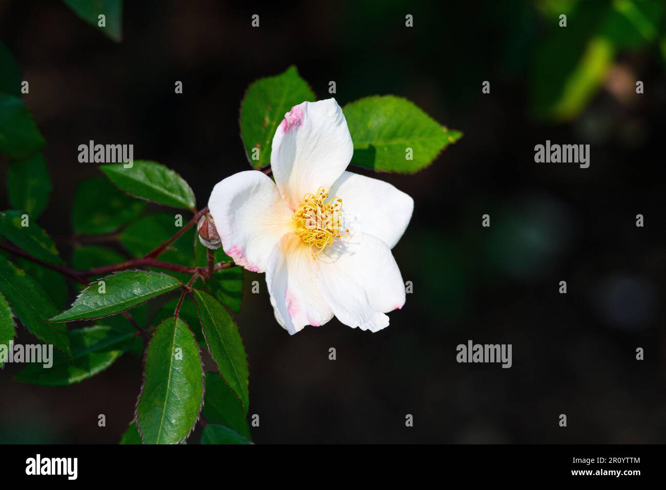 Macro fotografia di una rosa Foto Stock