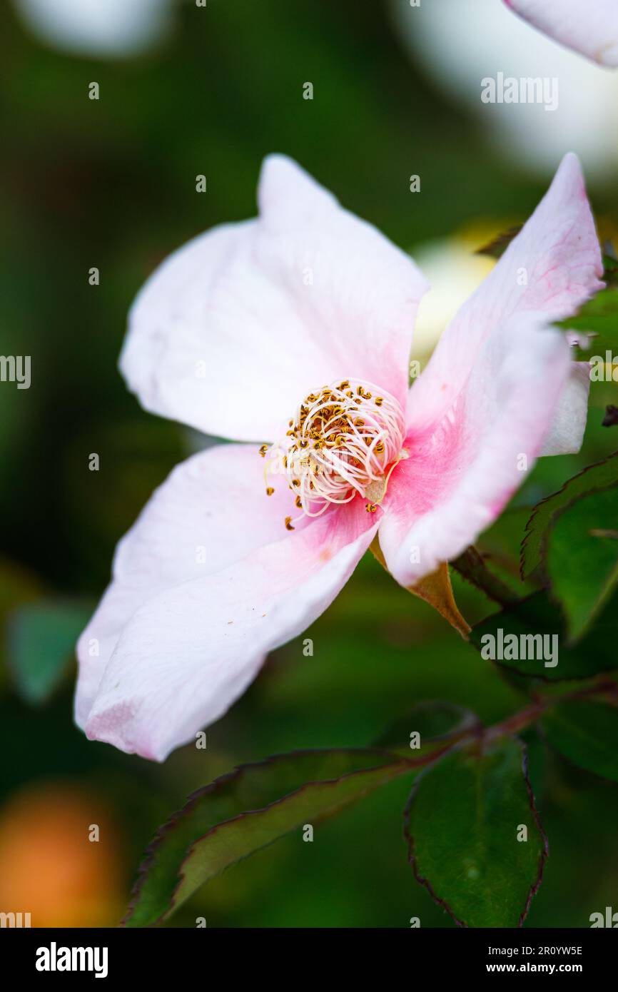 Macro fotografia di una rosa Foto Stock