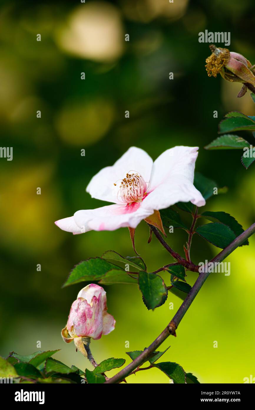 Macro fotografia di una rosa Foto Stock