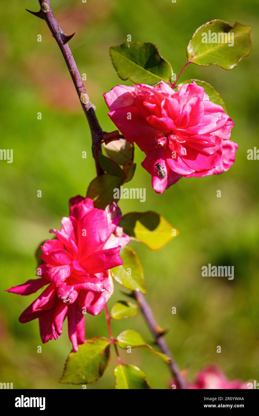 Macro fotografia di una rosa Foto Stock