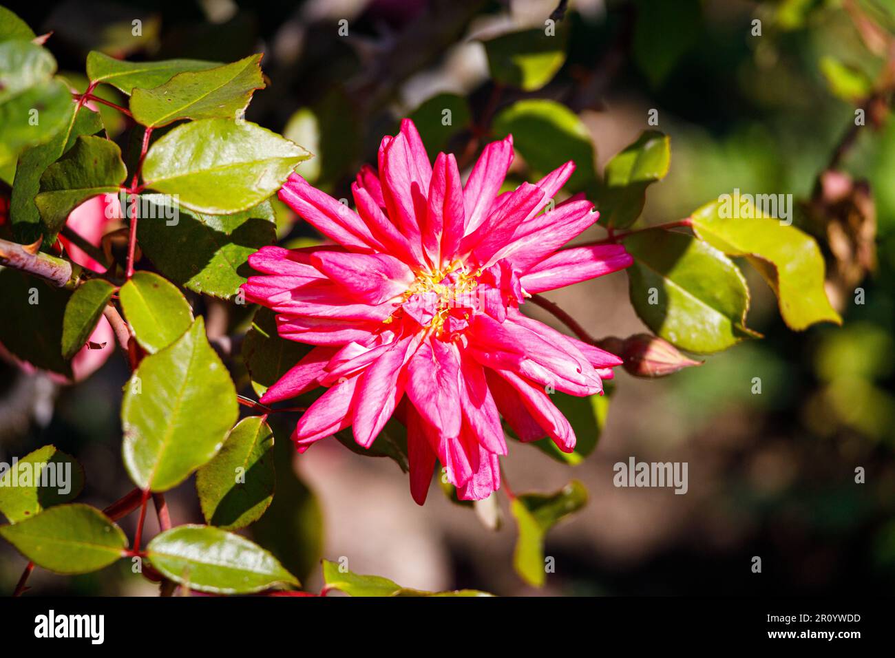 Macro fotografia di una rosa Foto Stock