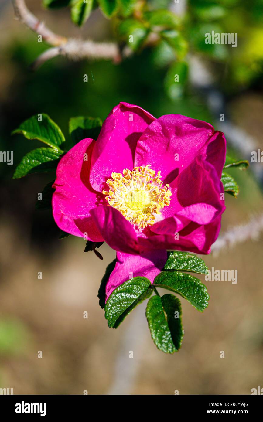Macro fotografia di una rosa Foto Stock