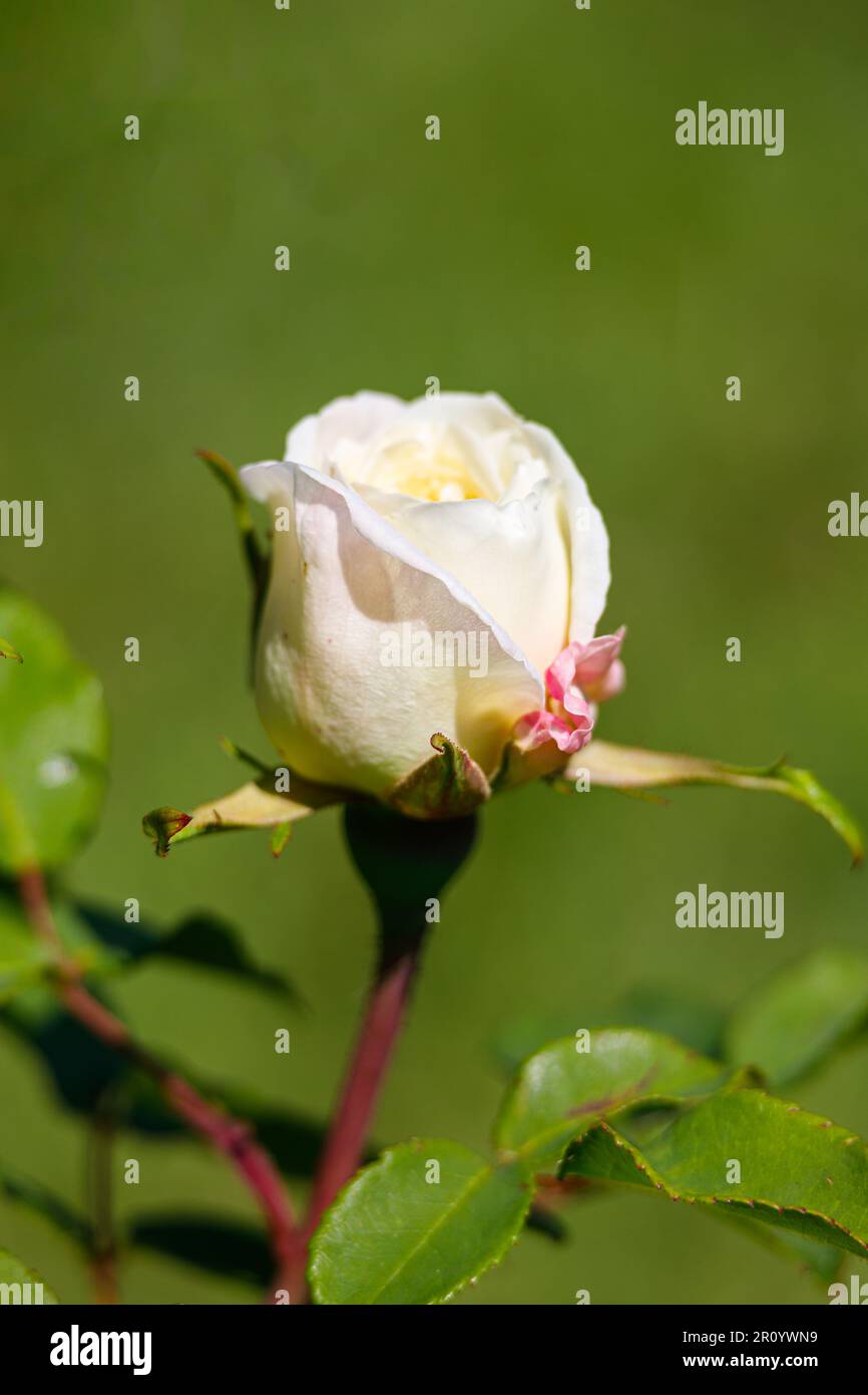 Macro fotografia di una rosa Foto Stock