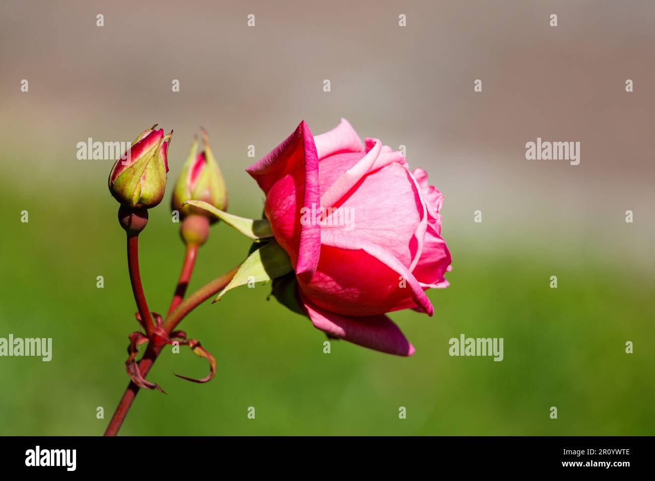 Macro fotografia di una rosa Foto Stock