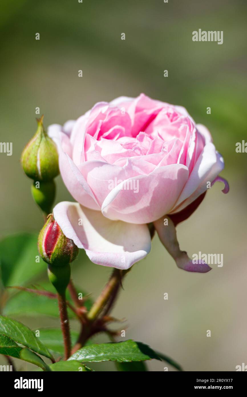 Macro fotografia di una rosa Foto Stock