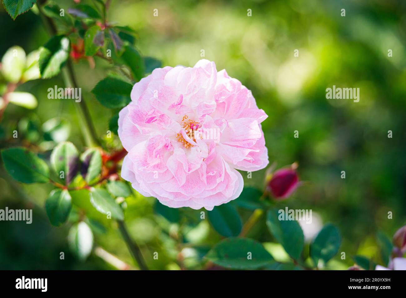 Macro fotografia di una rosa Foto Stock