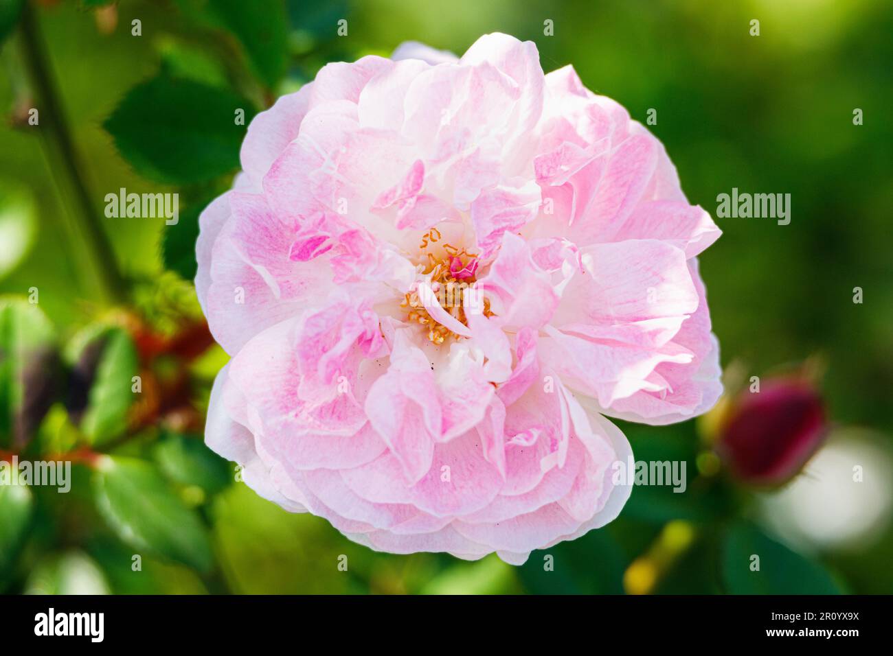 Macro fotografia di una rosa Foto Stock
