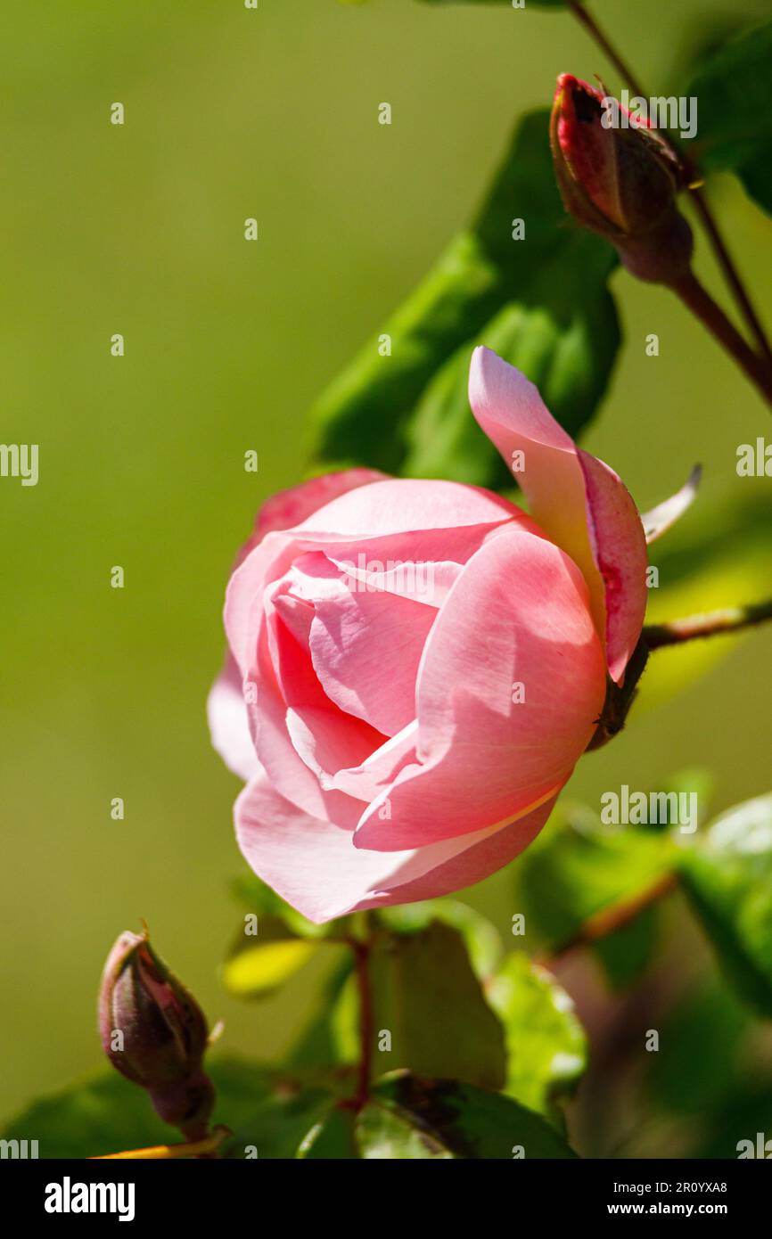 Macro fotografia di una rosa Foto Stock